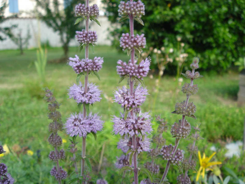 Mentha arvensis en fleurs sur les bords de chemins dans les Landes